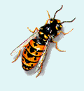 Pest Control. Pest Control Gran Alacant. Pest. Pests. Pest Control Gran Alacant. Bugs and Pest Control Gran Alacant. Pest Kill Gran Alacant